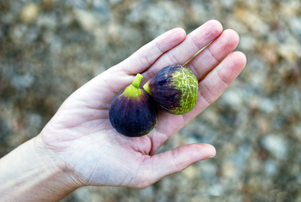 fig