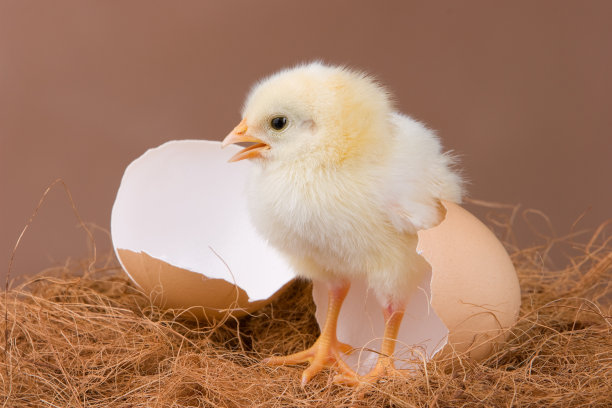 chick