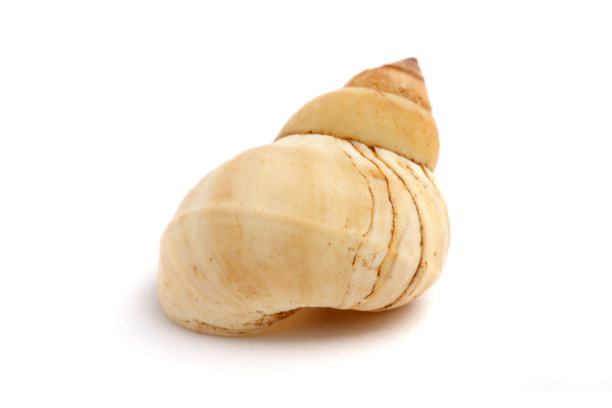 conch