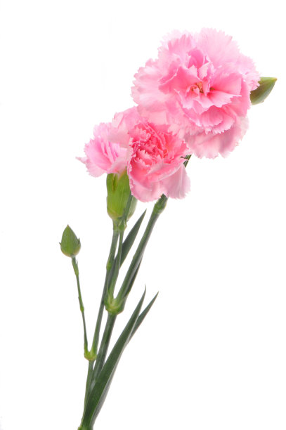dianthus