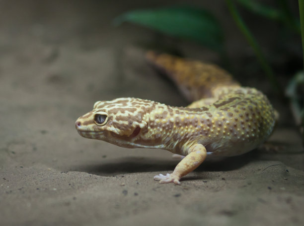 phelsuma