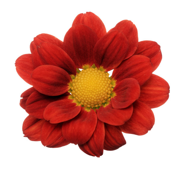 仅一朵花,花头,花