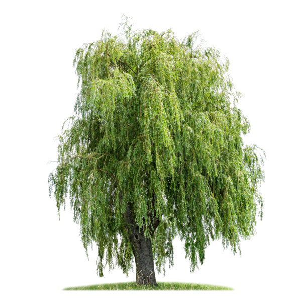 willow