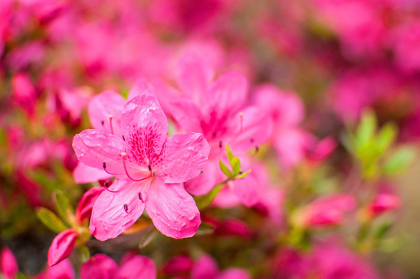 粉红色的杜鹃花