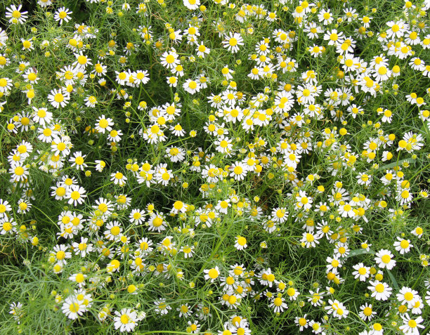 camomiles