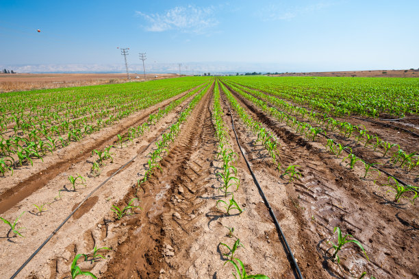 irrigation