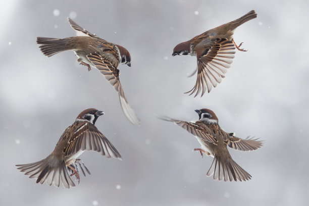 sparrow