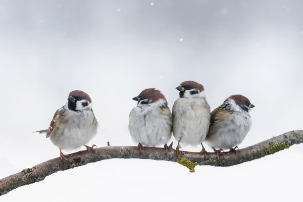 冬季的麻雀