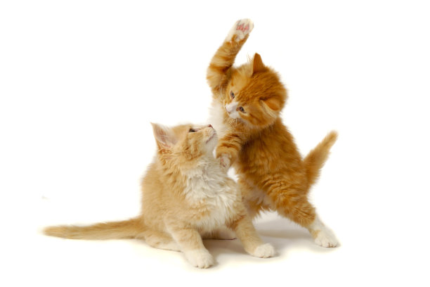 fighting