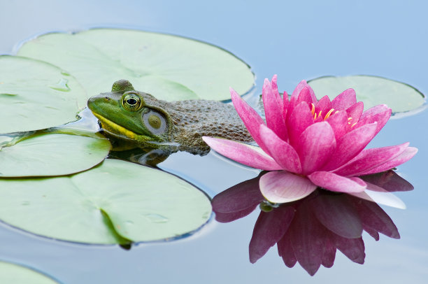 莲