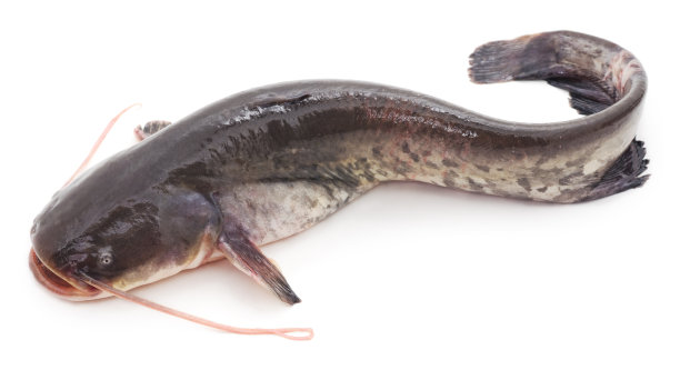 catfish
