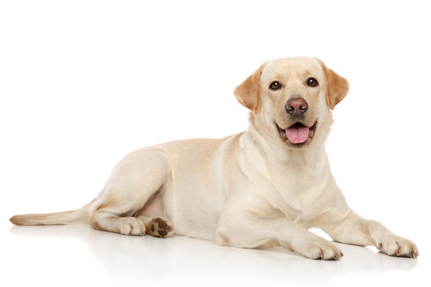 labrador