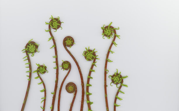 fiddlehead