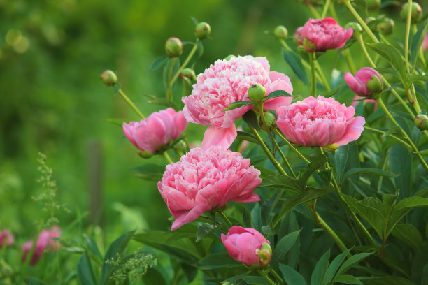 peony