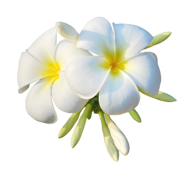 frangipani