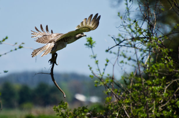 buteo