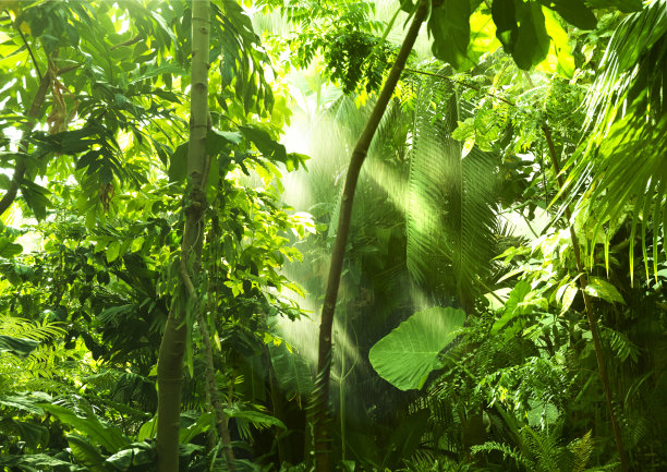 jungle