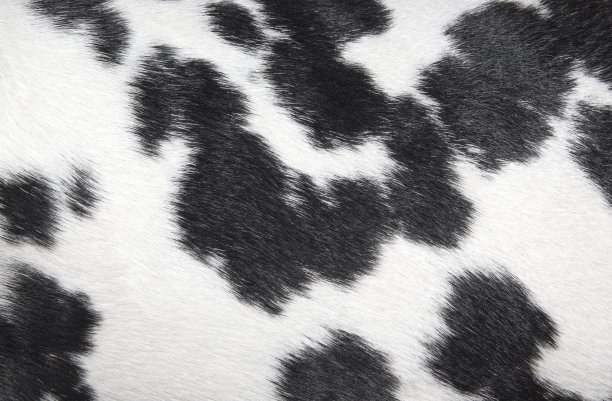 dalmatian
