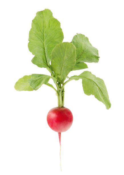 radishes