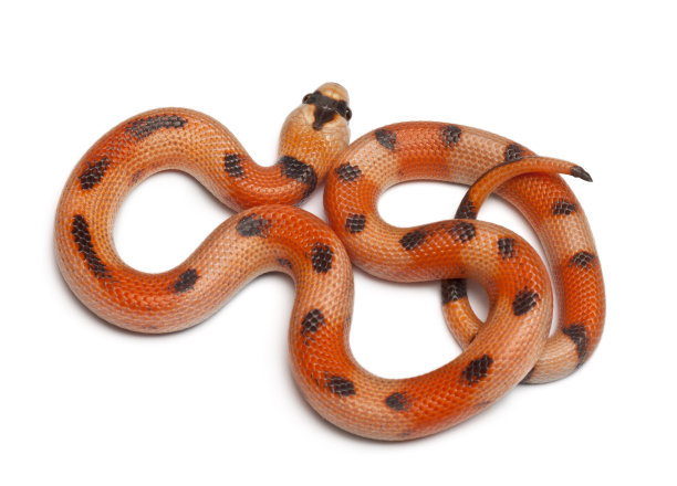 snake