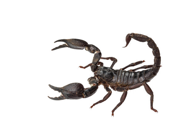 scorpio