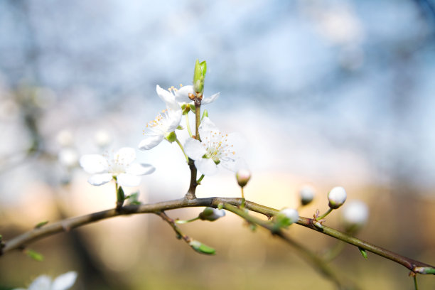 天空,美,新的