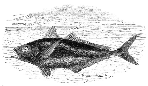 aji
