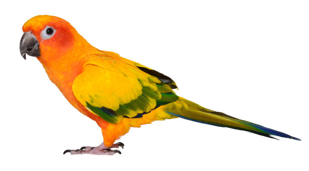 parrots