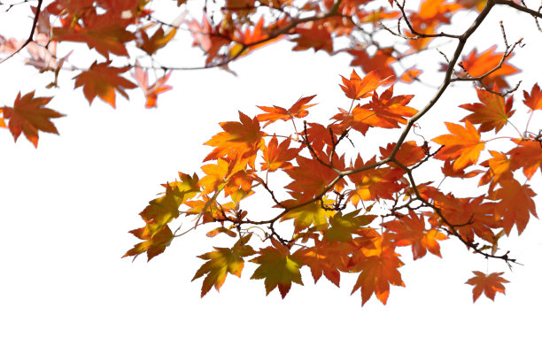 maple