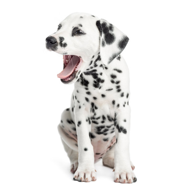 dalmatian