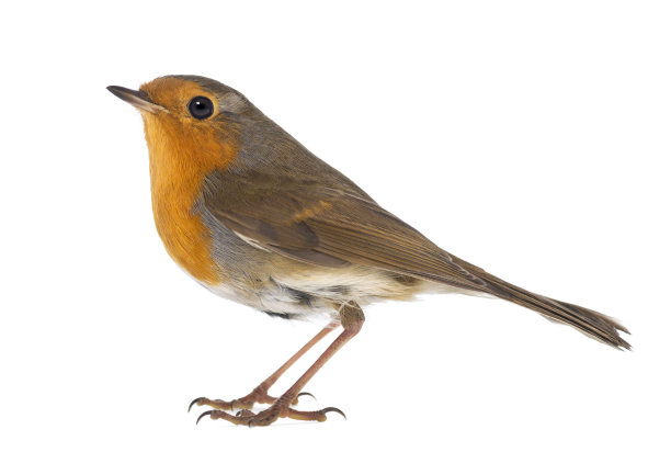 avian