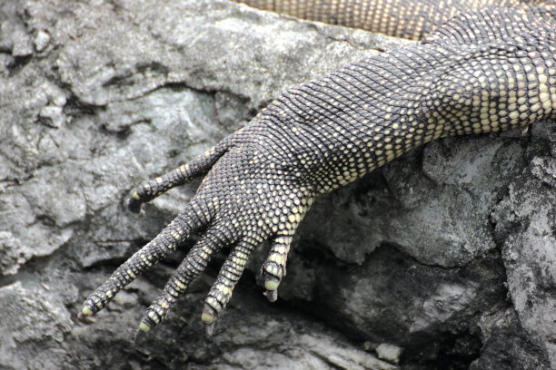 reptilia