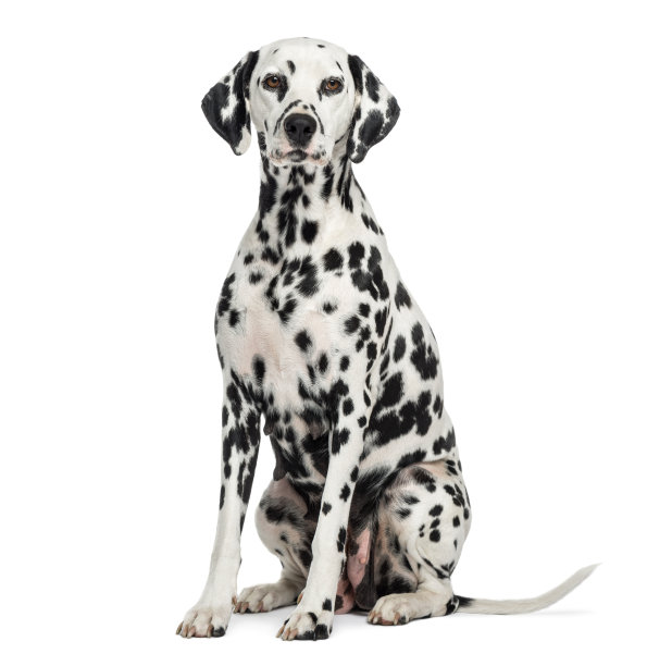 dalmatian