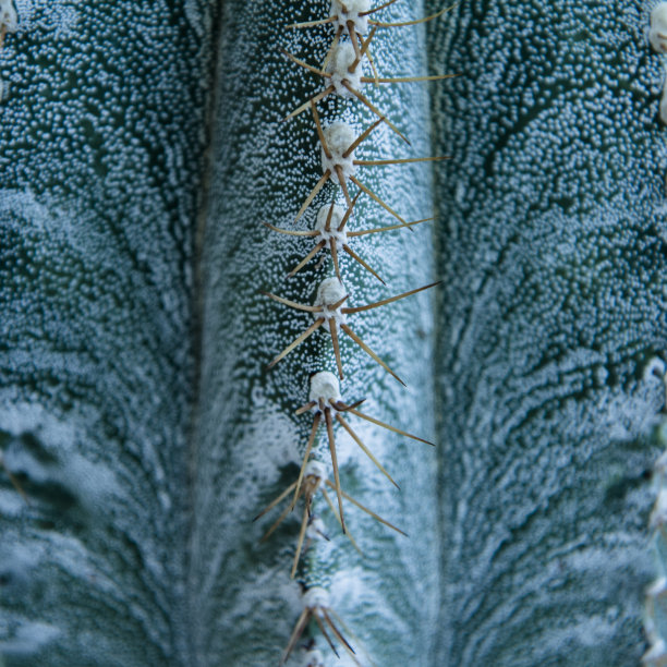 opuntia