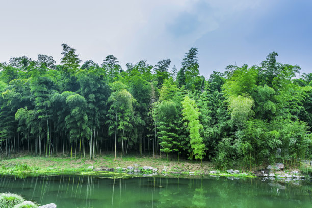 竹林摄影