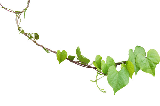 vitis