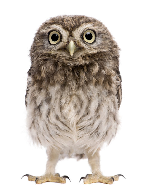 strix