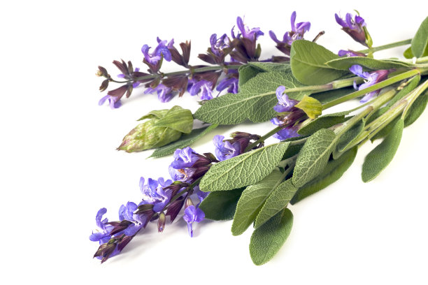 salvia