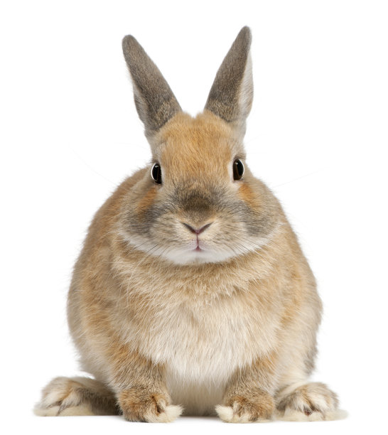 bunny