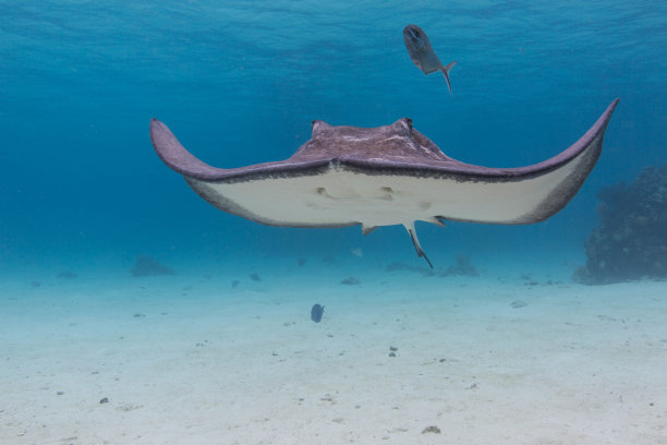 stingray