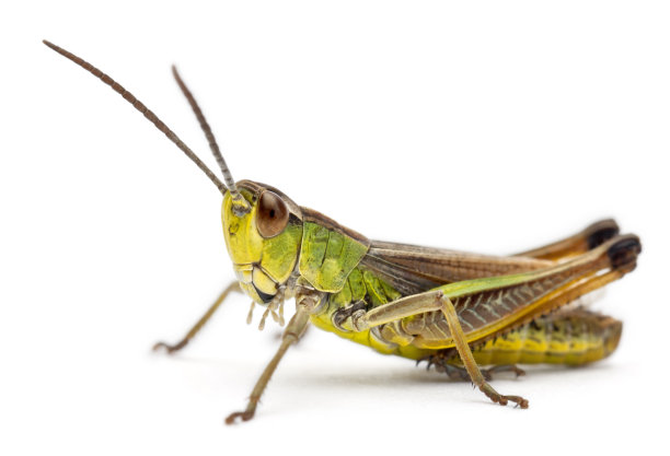 entomology