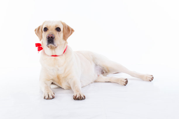 labrador