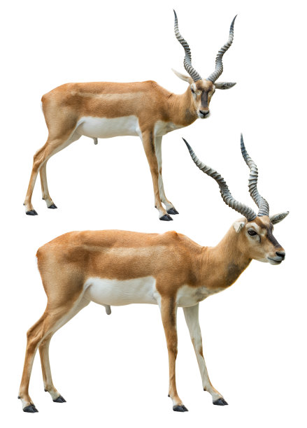 antelope