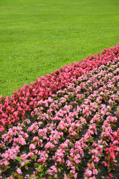 春天公园里的海棠花与草地草坪