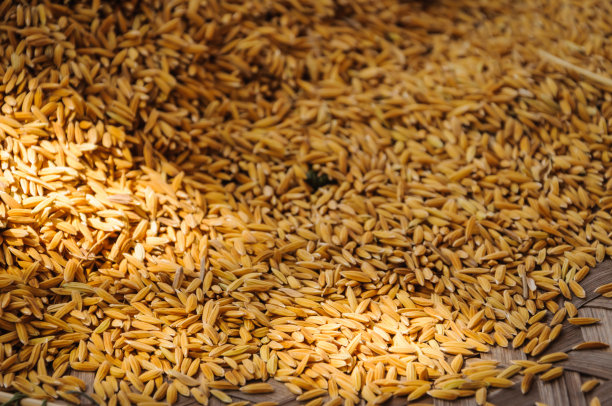 一片金黄色的水稻田