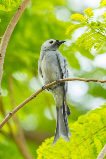 drongo