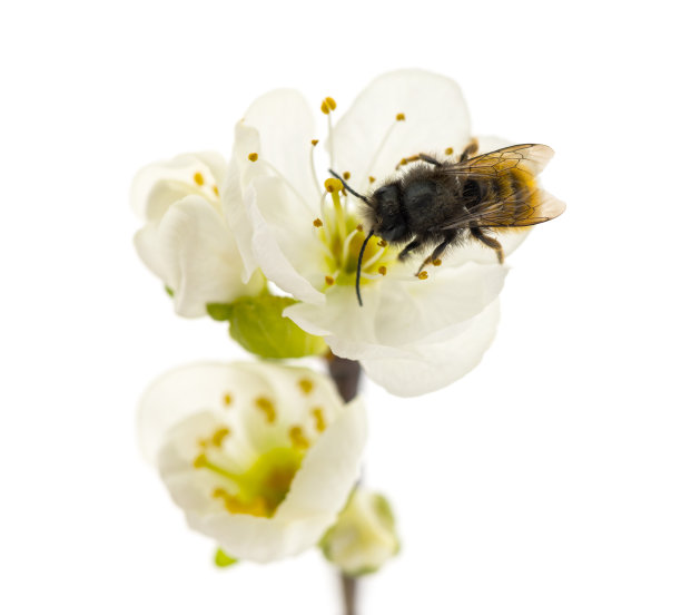 pollination