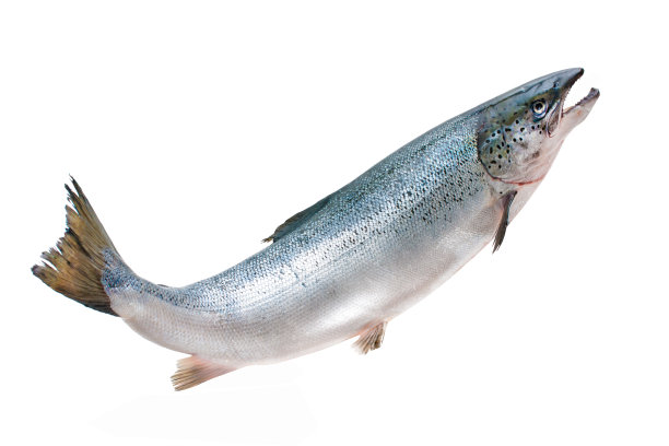 fish