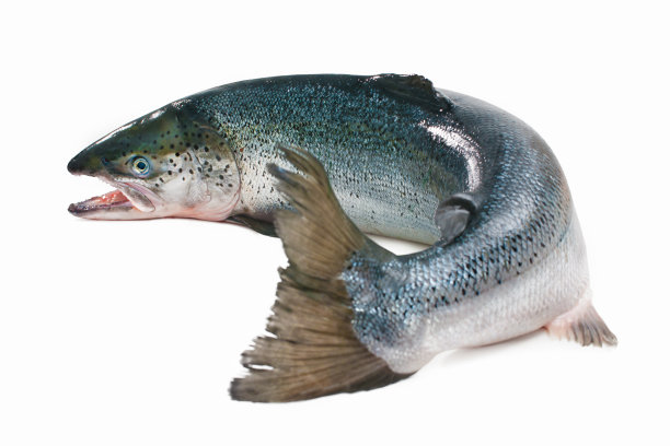 salmo