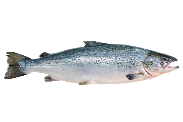 salmo
